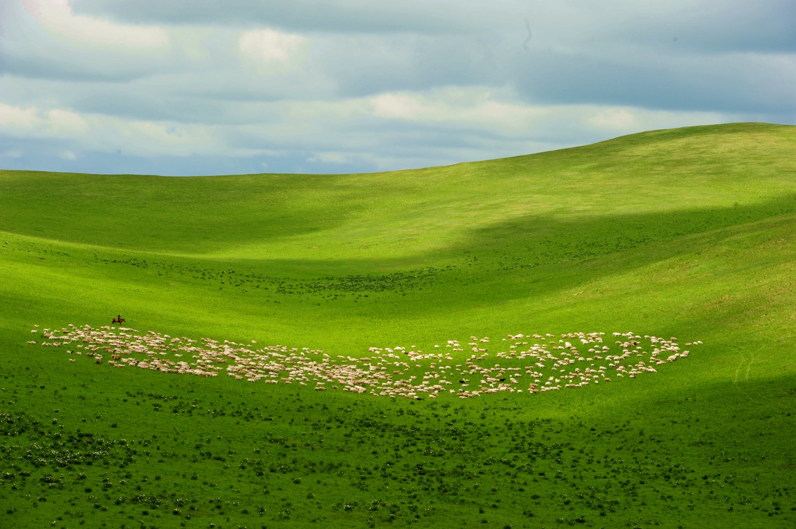 碧绿的草原上,牛羊好似珍珠撒.