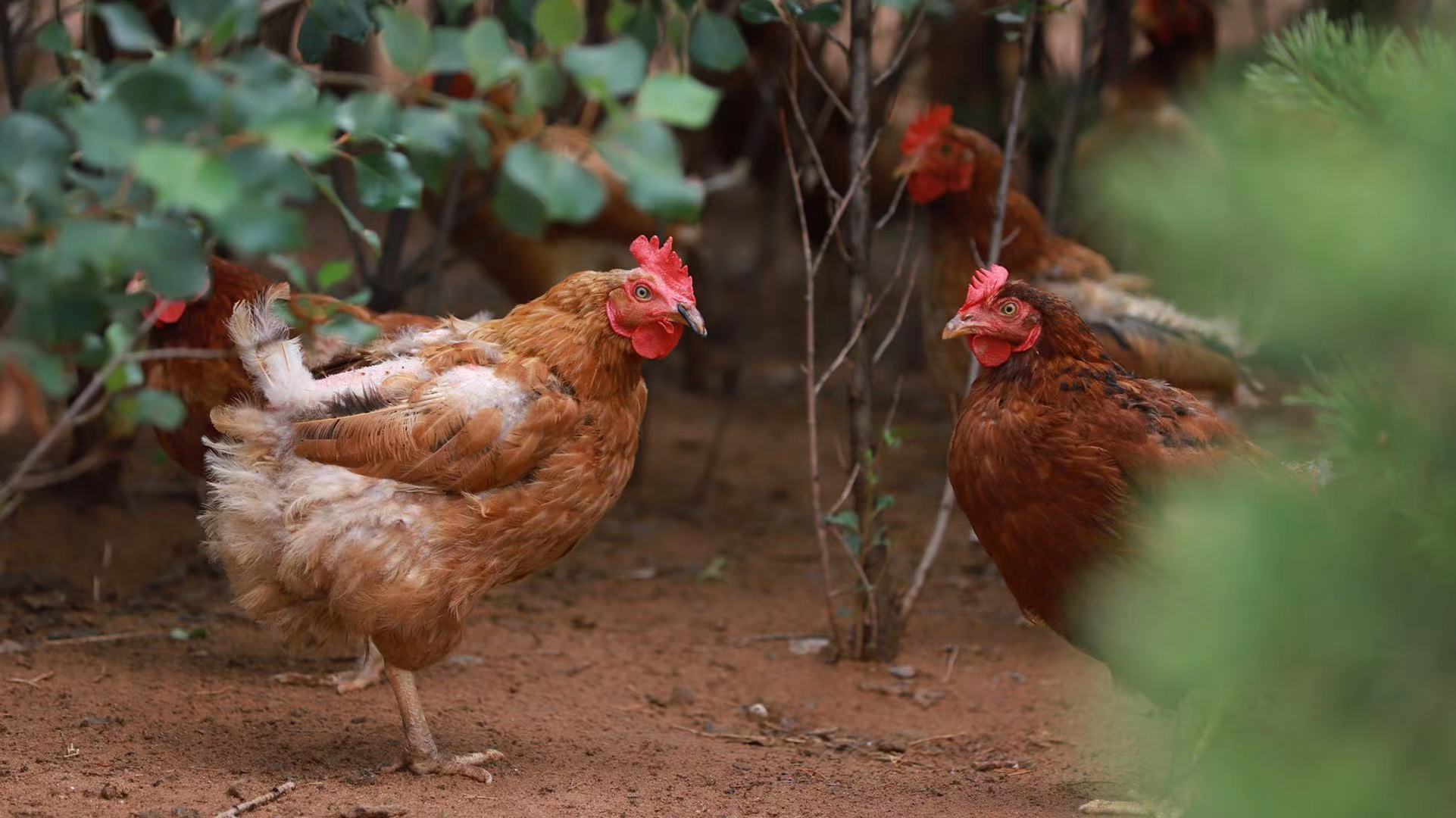【"农行杯"幸福故事】瞧瞧!林下养鸡,"啄"开致富路