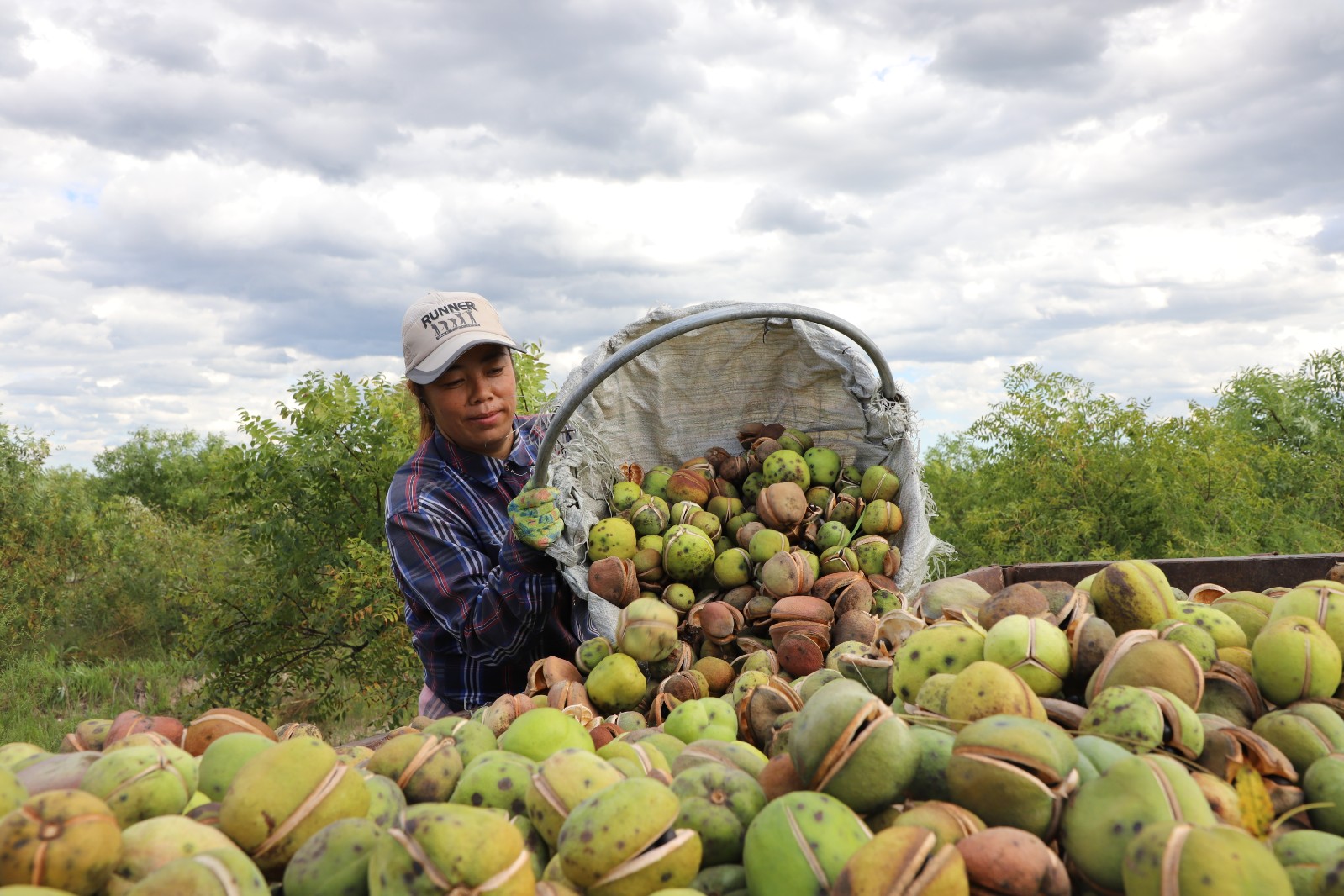 【"农行杯"幸福故事】金秋时节 兴安大地瓜果飘香